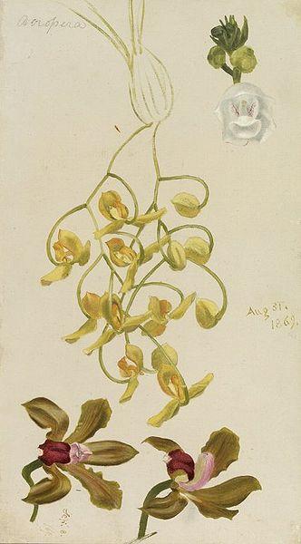 William Hays Three Orchids oil painting image